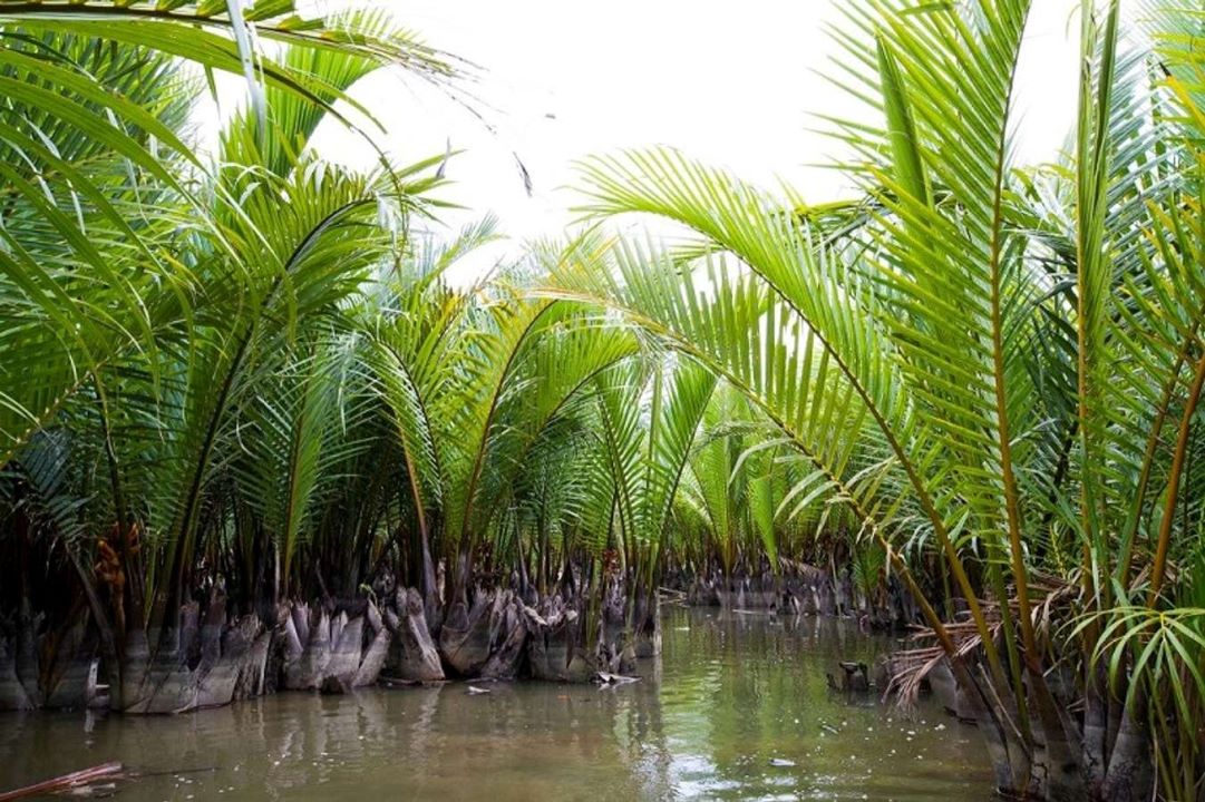 Hoi An Bay Mau Coconut Forest Tour